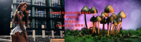 сатива Белокуриха